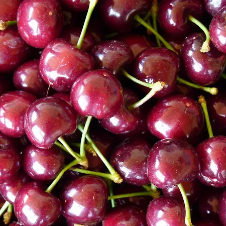 Otel Mountain Rose & Restaurant Pedula