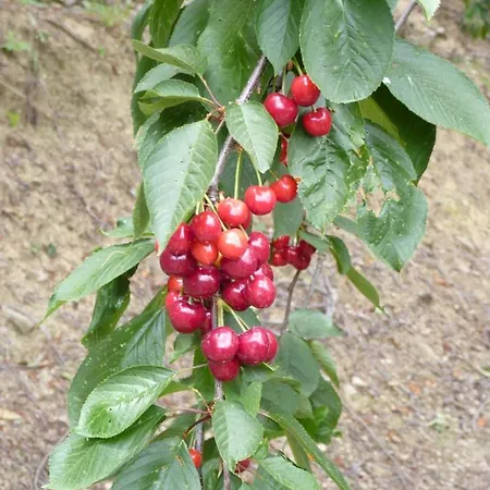 Otel Mountain Rose & Restaurant Pedula