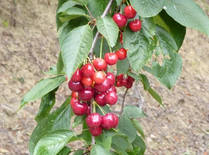 Отель Mountain Rose & Restaurant Педулас