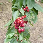 Отель Mountain Rose & Restaurant Педулас